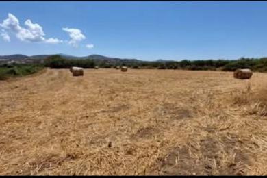 Agricultural Land Sale - Naxos, Cyclades