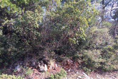 Plot Sale - Afidnes, Attica East Suburbs
